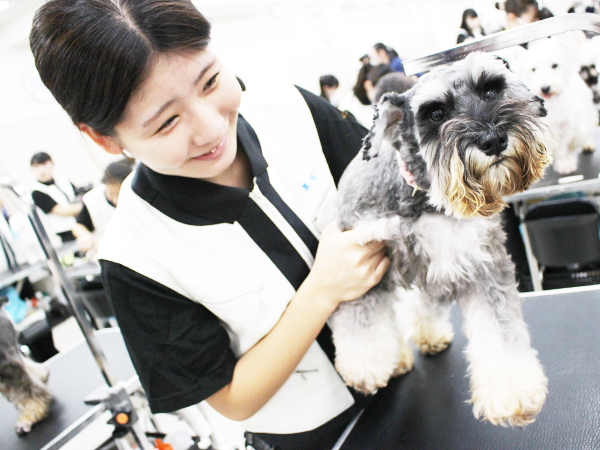 学校のモデル犬とトリミング実習♪